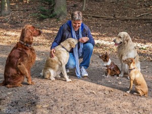 Hundetrainer Stefan Thal - Anmeldung zum Hundetraining - 1