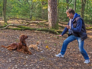 Hundetrainer Stefan Thal - Einzeltraining - 1