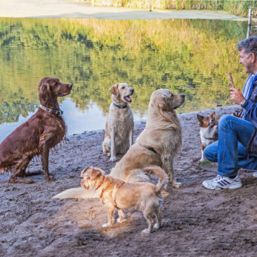 Hundetrainer Stefan Thal - 9