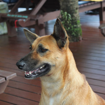 Hundetrainer Stefan Thal - Namie 2