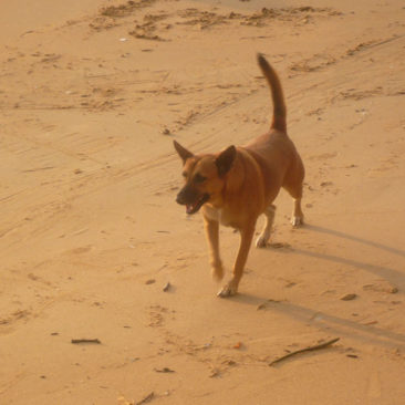Hundetrainer Stefan Thal - Namie 5