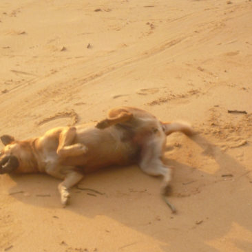Hundetrainer Stefan Thal - Namie 6