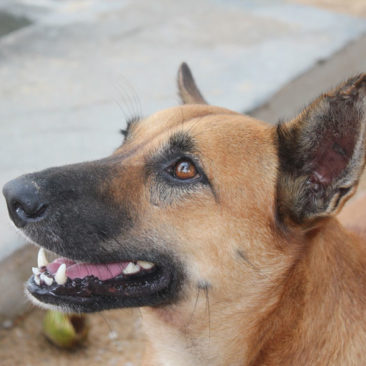 Hundetrainer Stefan Thal - Namie 8