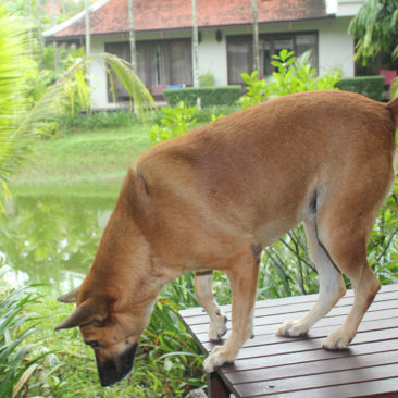 Hundetrainer Stefan Thal - Namie 9