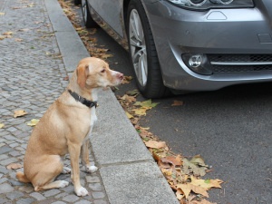 Hundetrainer Stefan Thal - Kurs Straßentraining - Lotte 1