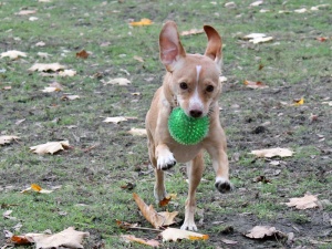  Hundetrainer Stefan Thal - Stefan Thal - 3