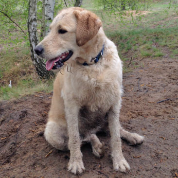 Hundetrainer Stefan Thal „Krümel" - 1