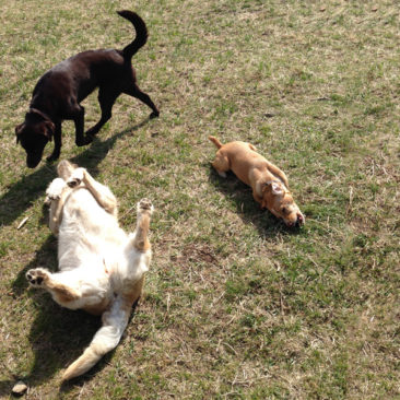 Hundetrainer Stefan Thal „dogwalken" - 6