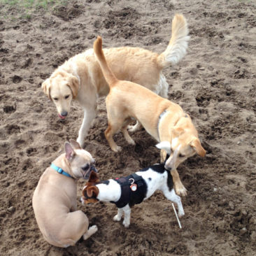Hundetrainer Stefan Thal „dogwalken" - 7