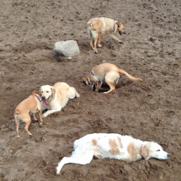 Hundetrainer Stefan Thal „dogwalken" - 8