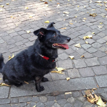 Hundetrainer Stefan Thal - "Lina" - 3
