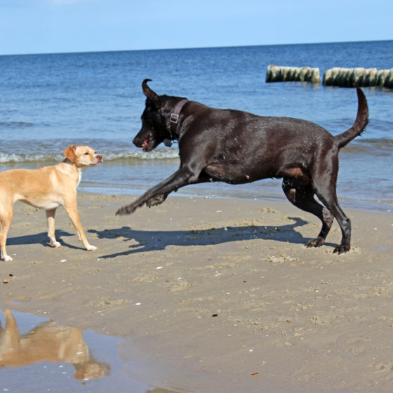 Hundetrainer Stefan Thal - "Lotte" - 19