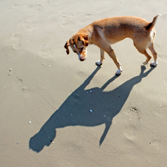 Hundetrainer Stefan Thal - "Lotte" - 18