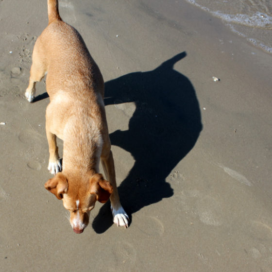 Hundetrainer Stefan Thal - "Lotte" - 16