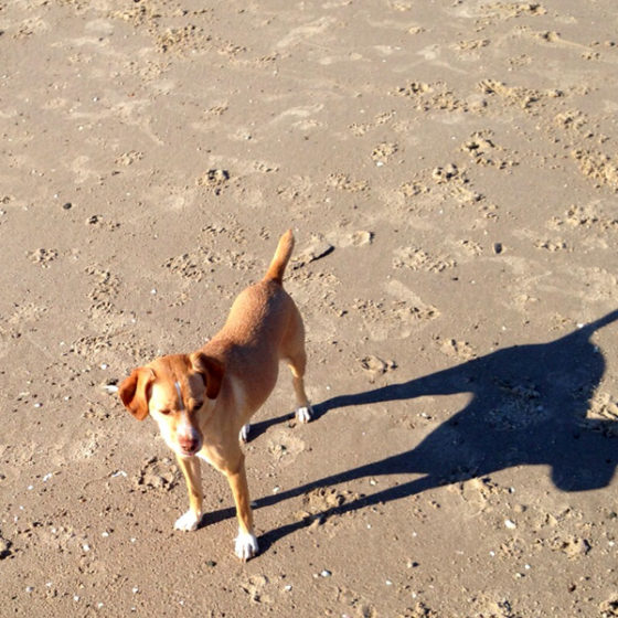 Hundetrainer Stefan Thal - "Lotte" - 15