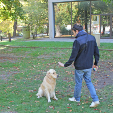 Hundetrainer Stefan Thal - "Emil" - 3