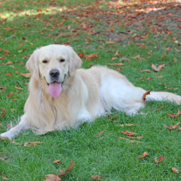 Hundetrainer Stefan Thal - "Emil" - 1