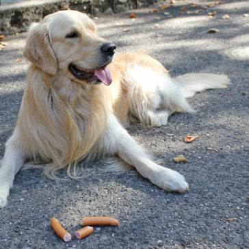 Hundetrainer Stefan Thal - "Emil" - 5