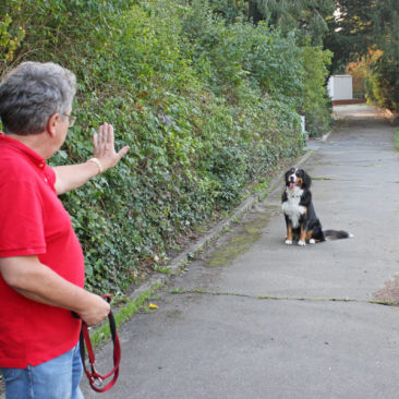 Hundetrainer Stefan Thal - "Ginny" - 1