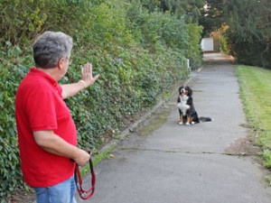 								 								 								 								 								 								 								 								 								 								 								 								 								 								 Hundetrainer Stefan Thal - Junghundetraining					 								 								 								 								 								 								 								 								 																																																