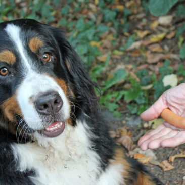 Hundetrainer Stefan Thal - "Ginny" - 2