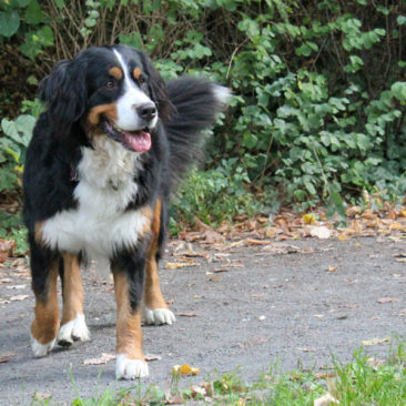 Hundetrainer Stefan Thal - "Ginny" - 3