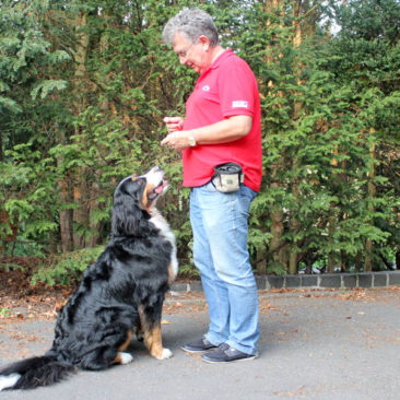 Hundetrainer Stefan Thal - "Ginny" - 6