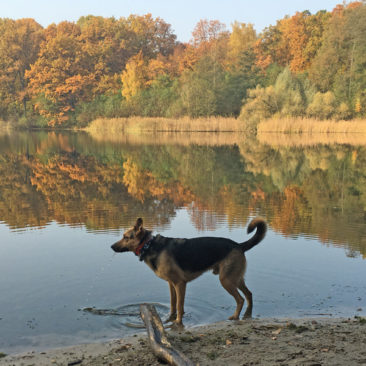 Hundetrainer Stefan Thal - Dogwalken - 12