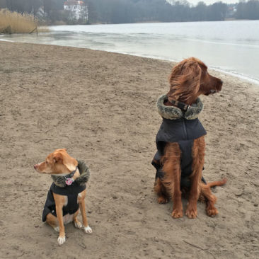 Hundetrainer Stefan Thal - Dogwalken Impressionen - 1