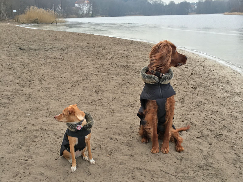 Hundetrainer Stefan Thal - friends - 1