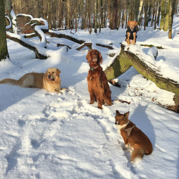 Hundetrainer Stefan Thal - "Dogwalken" - 16