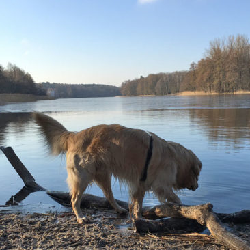 Hundetrainer Stefan Thal - Dogwalken Impressionen - 4