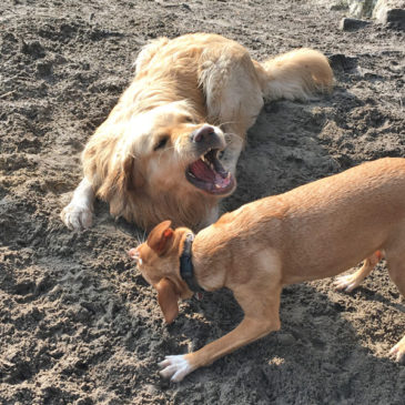 Hundetrainer Stefan Thal - Maulfechten - 1