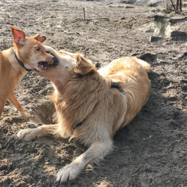 Hundetrainer Stefan Thal - Maulfechten - 2