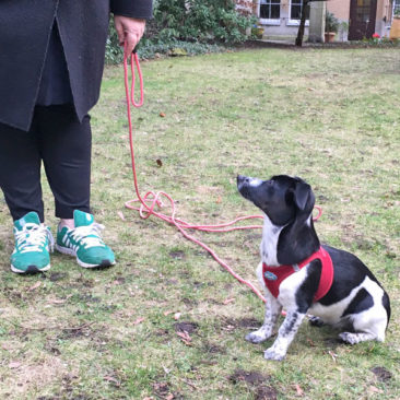 Hundetrainer Stefan Thal - "Lilly" - 1