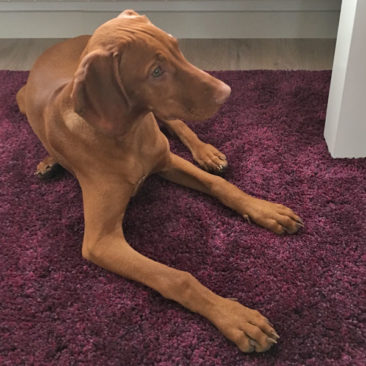 Hundetrainer Stefan Thal - "Emma" - 1