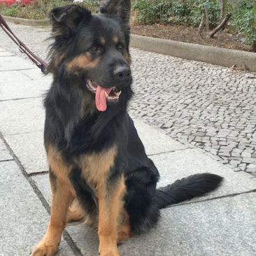 Hundetrainer Stefan Thal - "Banga" - 2