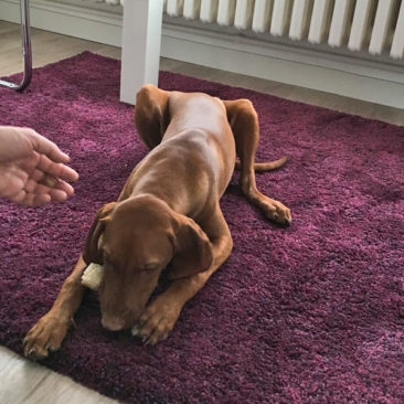 Hundetrainer Stefan Thal - "Emma" - 3
