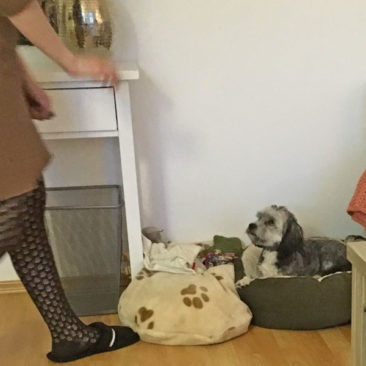 Hundetrainer Stefan Thal - "Sydney" - 1