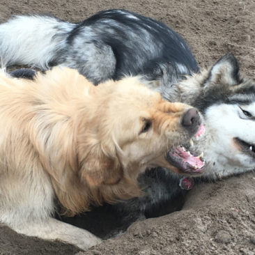 Hundetrainer Stefan Thal - Maulfechten - 6