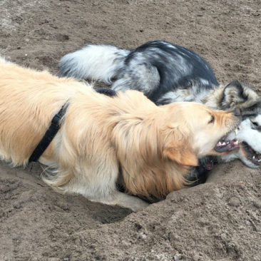 Hundetrainer Stefan Thal - Maulfechten - 5