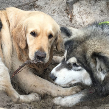 Hundetrainer Stefan Thal - Maulfechten - 4