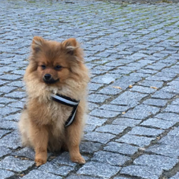 Hundetrainer Stefan Thal - "Gismo" - 1