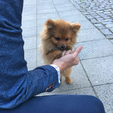 Hundetrainer Stefan Thal - "Gismo" - 2
