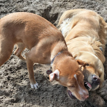 Hundetrainer Stefan Thal - Maulfechten - 3