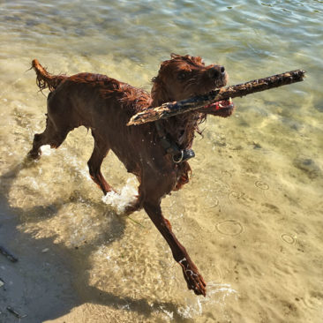 Hundetrainer Stefan Thal - Dogwalken Impressionen - 7
