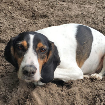Hundetrainer Stefan Thal - Dogwalken Impressionen - 9