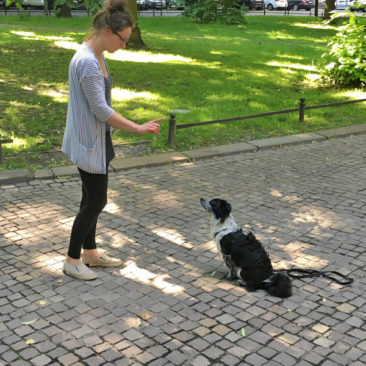 Hundetrainer Stefan Thal - "Herrmann" - 2