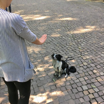 Hundetrainer Stefan Thal - "Herrmann" - 4