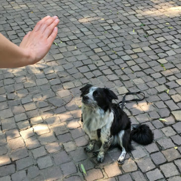 Hundetrainer Stefan Thal - "Herrmann" - 1